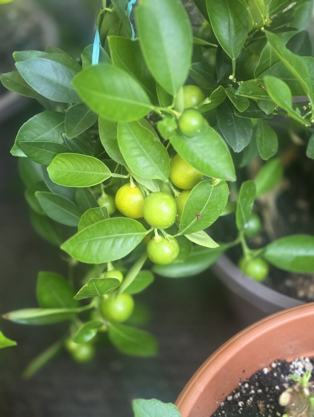 Calamondin Seeds (Tropical Citrus Orange Tree)